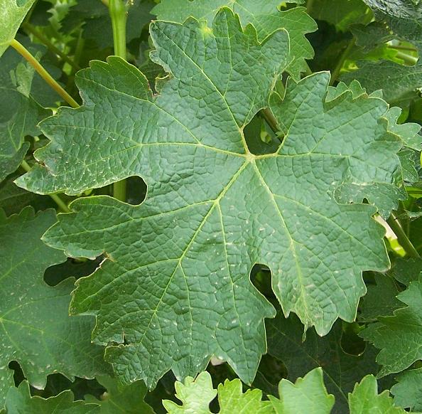 The distinctive Cabernet Sauvignon Leaf. Can you think of a better banner?