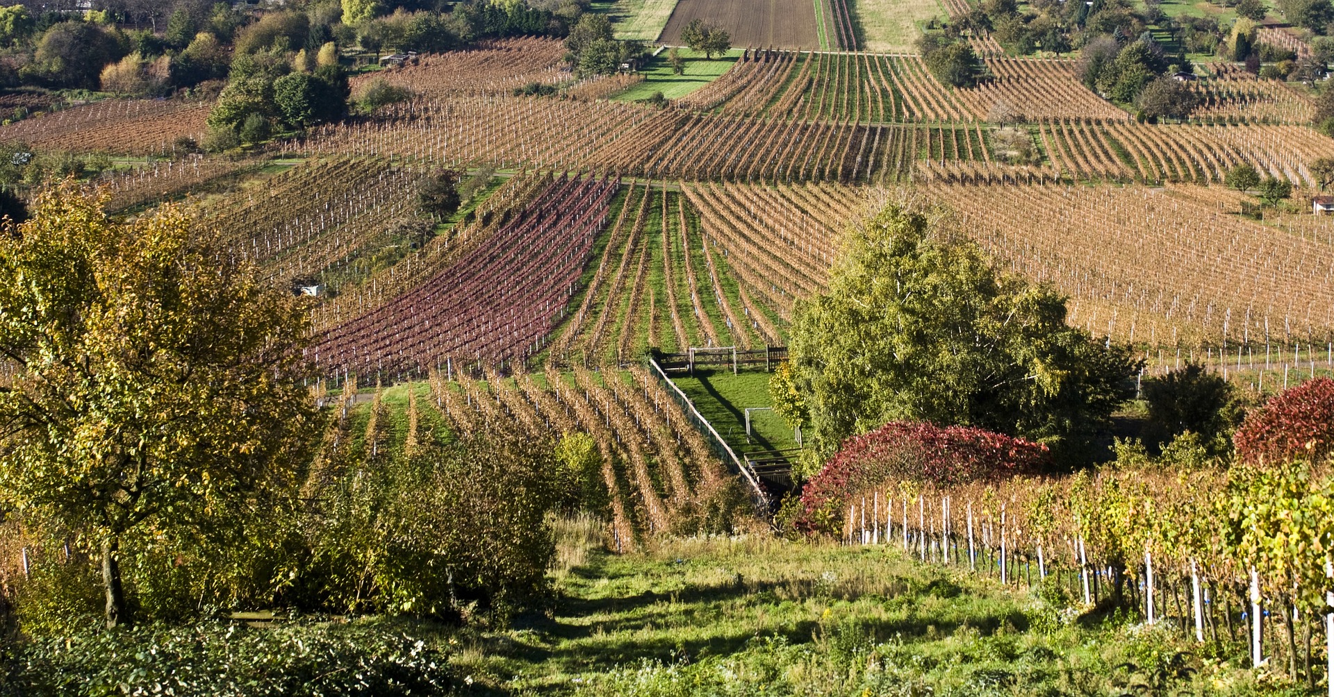 Chilean Wine History