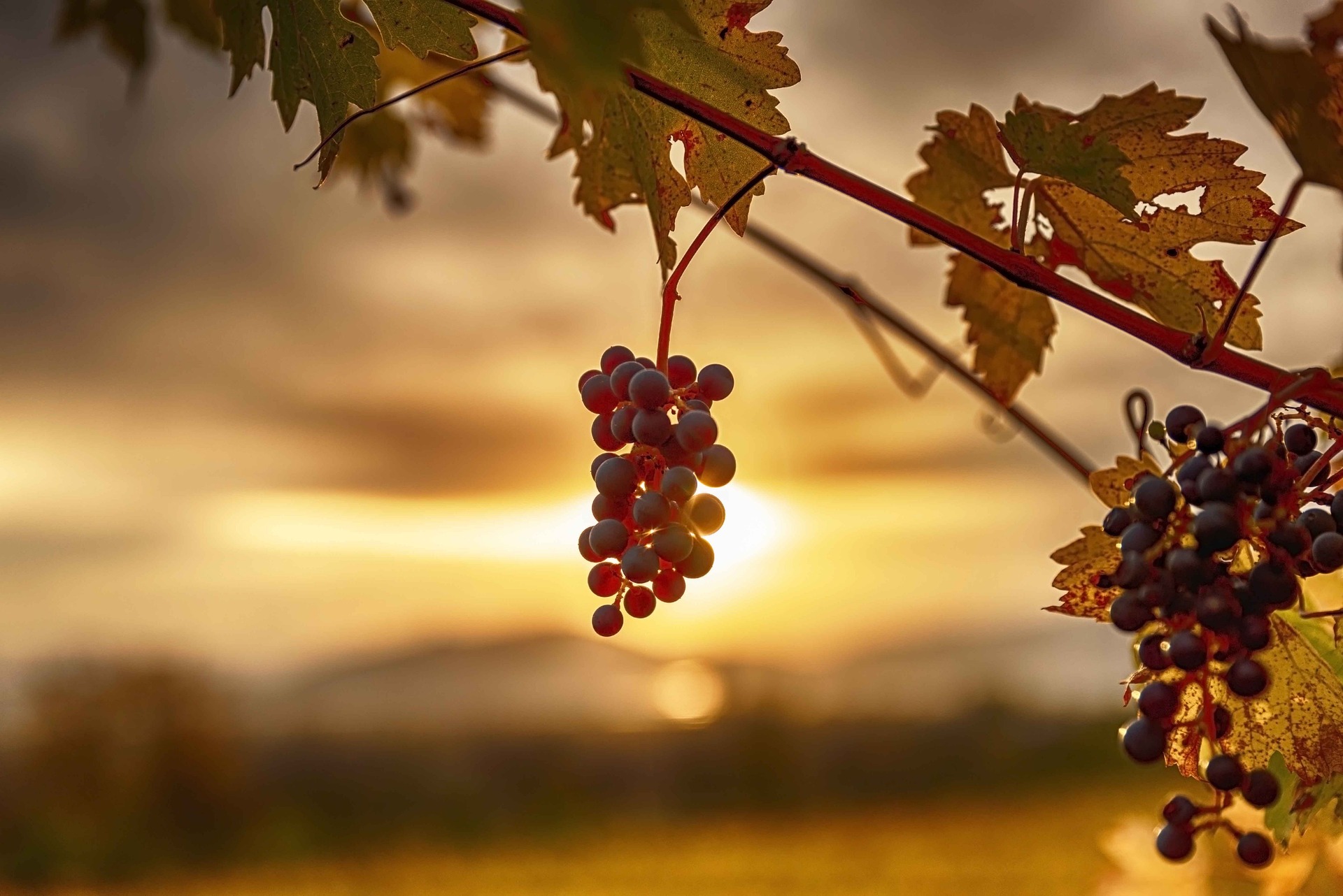Old World vs New World Wines: the different approaches to winemaking