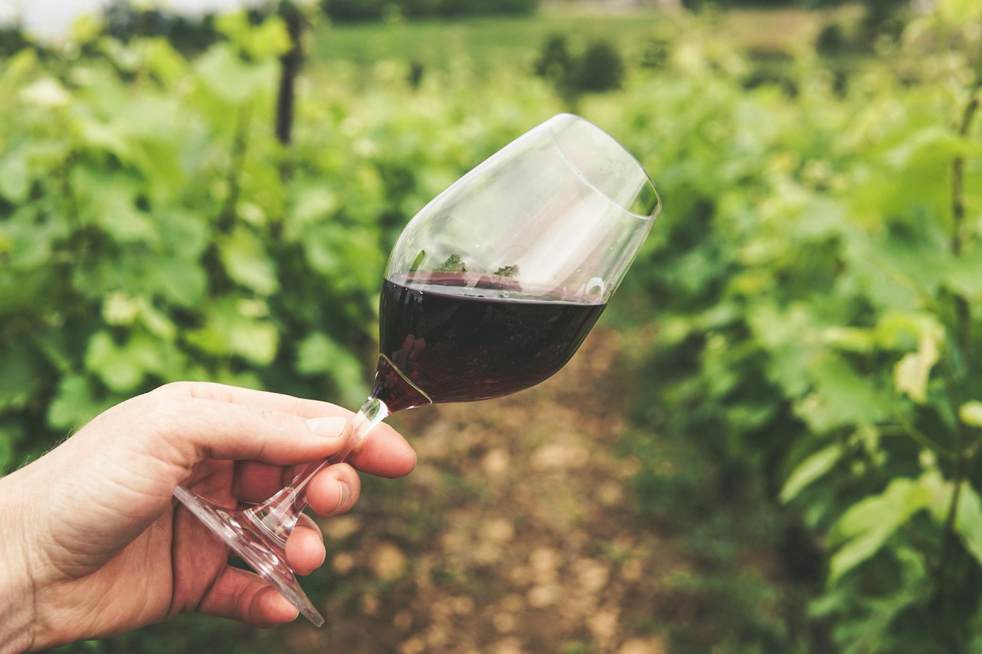 Red wine glass in vineyard