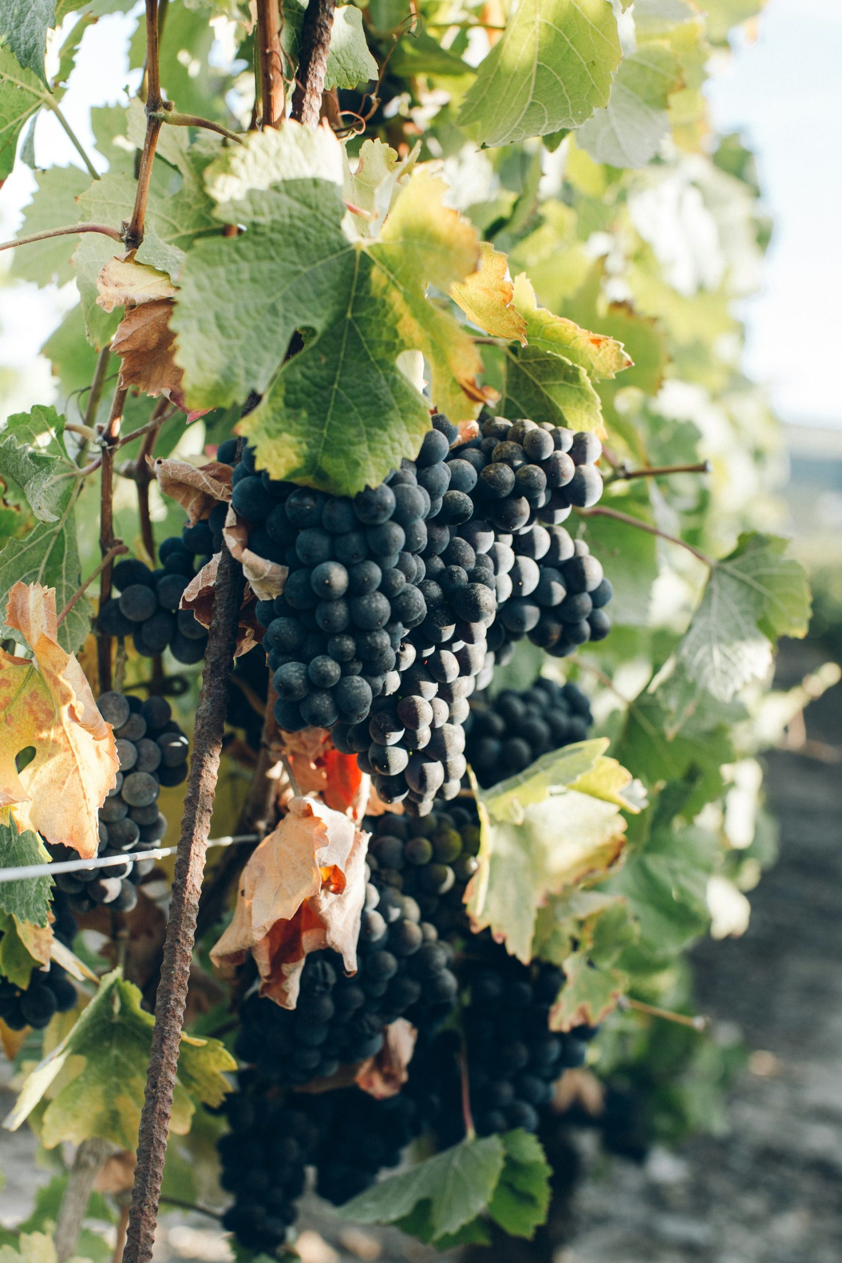 Pinot Noir grapes on the vine