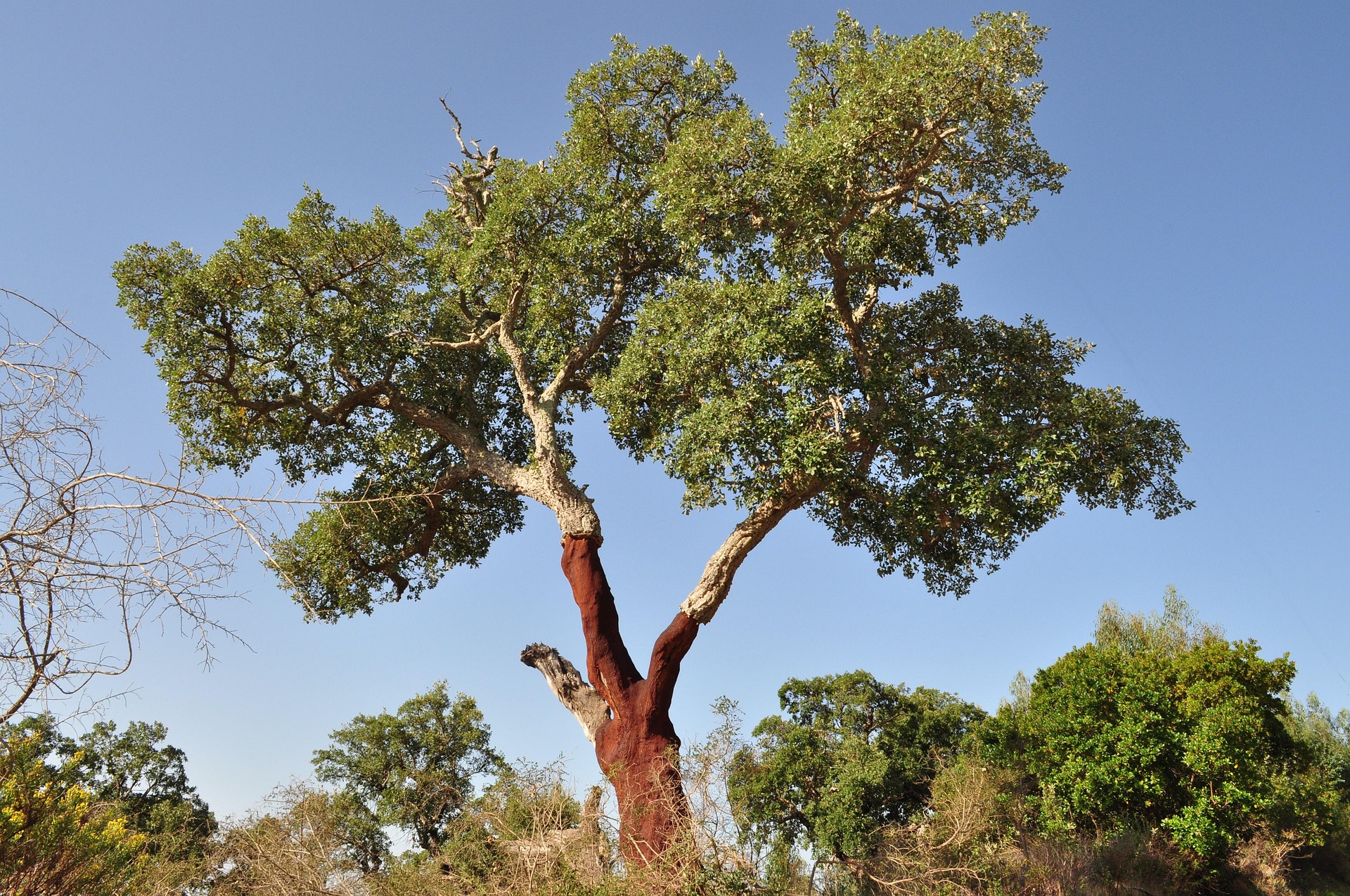 Cork Oak, harvested