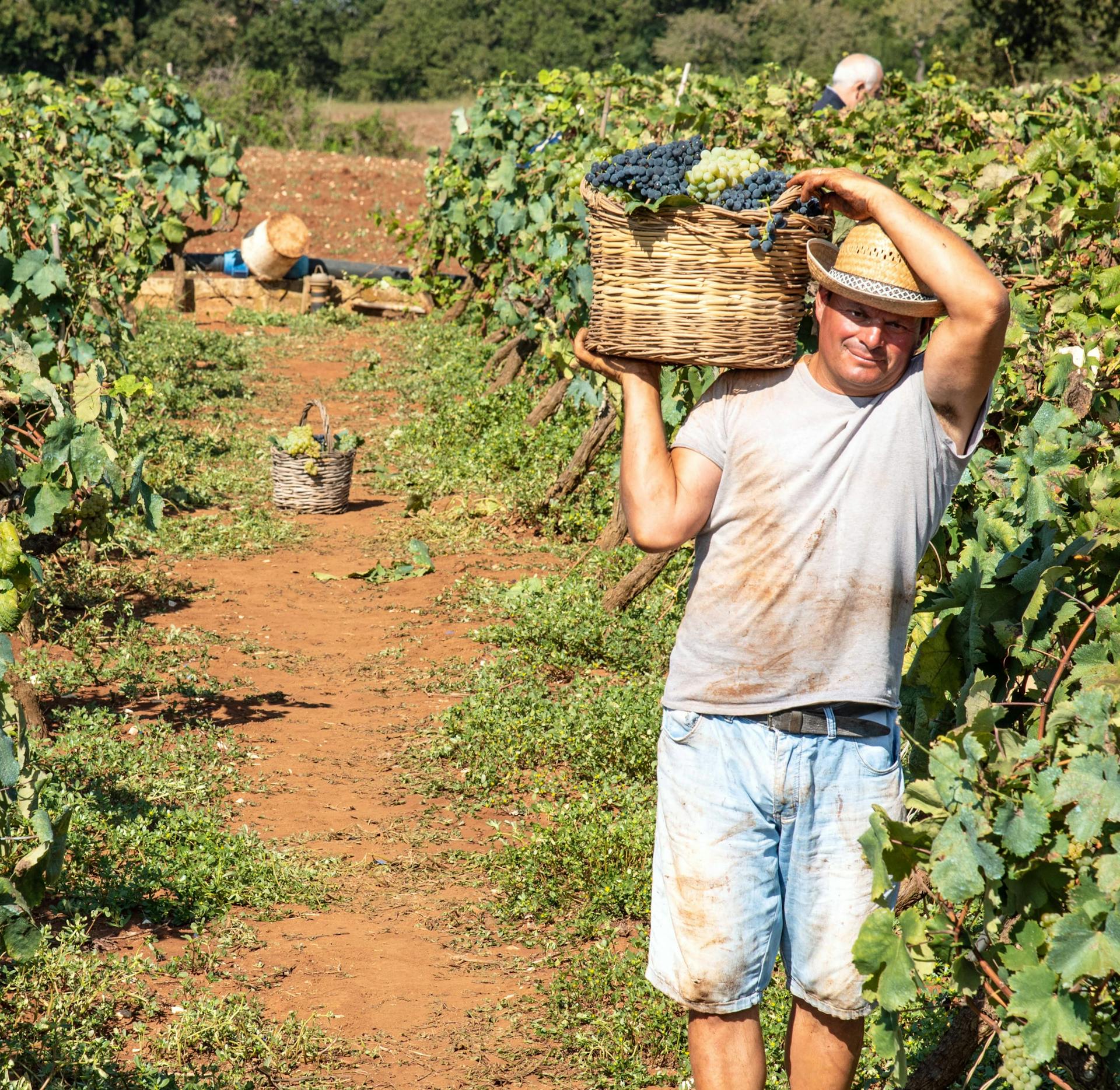 Wine vintage is the year of the harvest