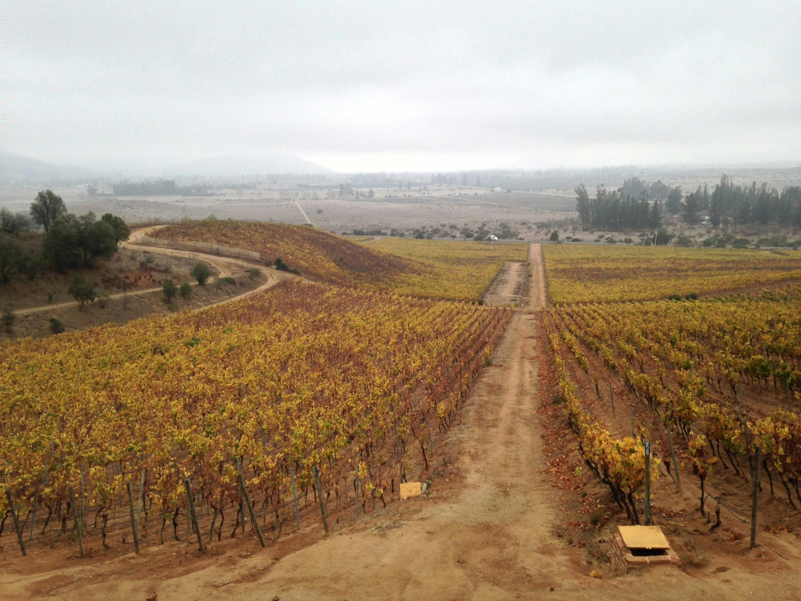 Cabernet Franc is planted in Chile as well