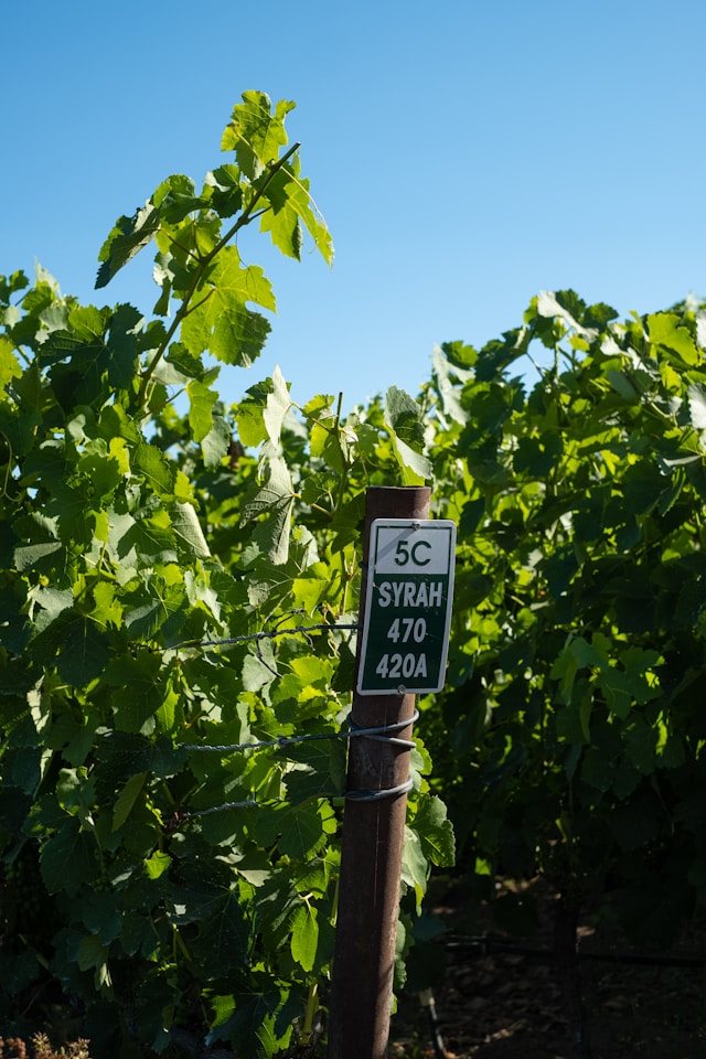 Syrah Wine In Vineyard