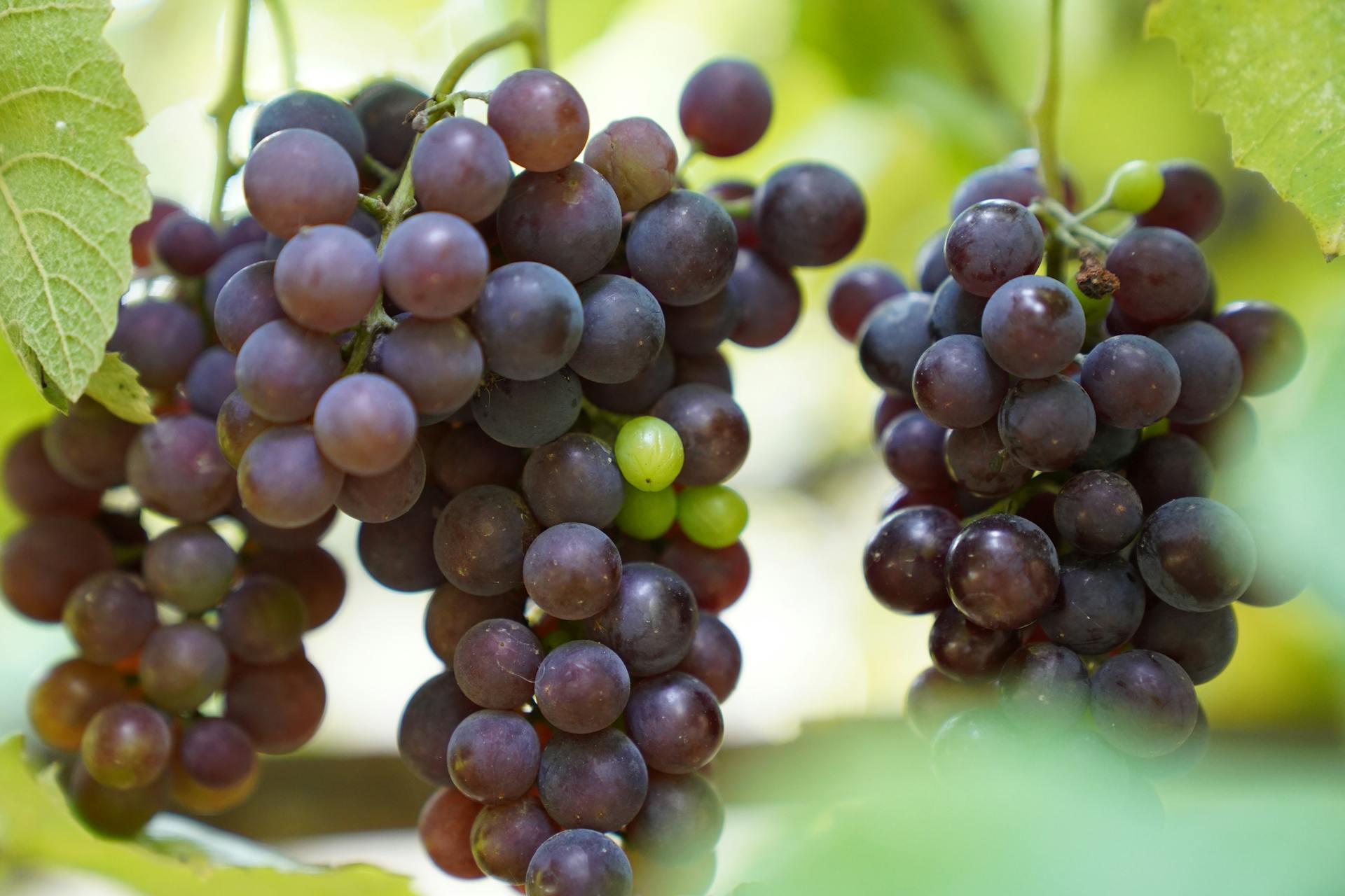 Purple grapes, like those of Carménère