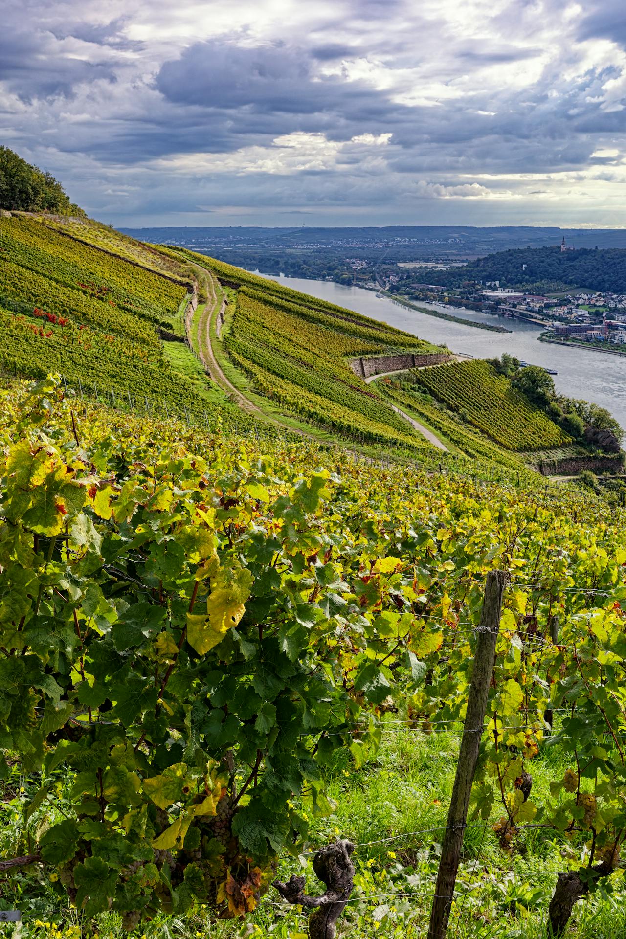 Vineyard in Germany