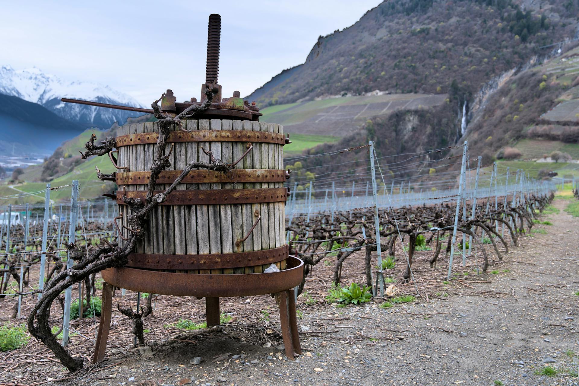 The winemaking process includes a wine press for some styles