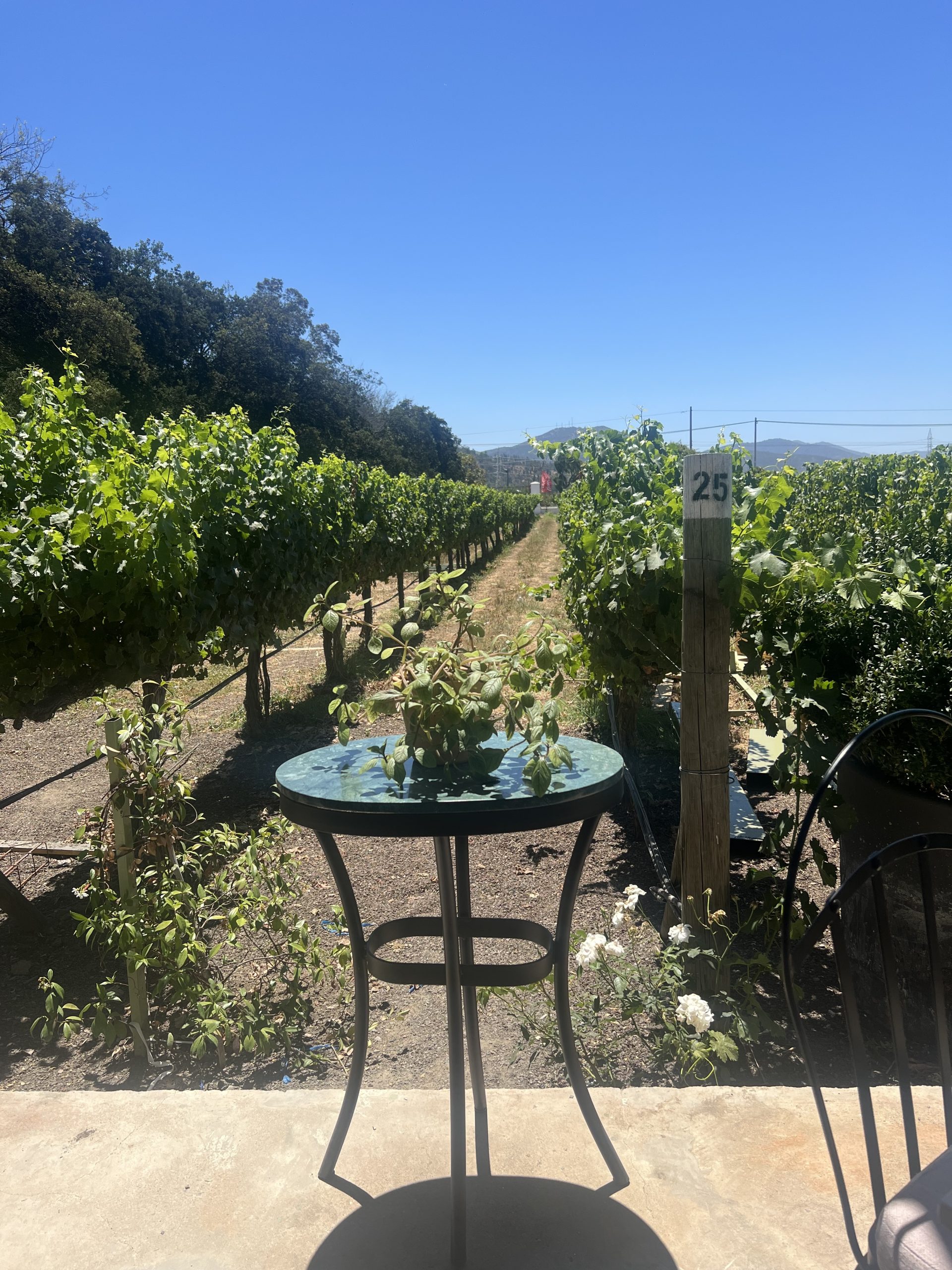Sauvignon Blanc vines in Casablanca