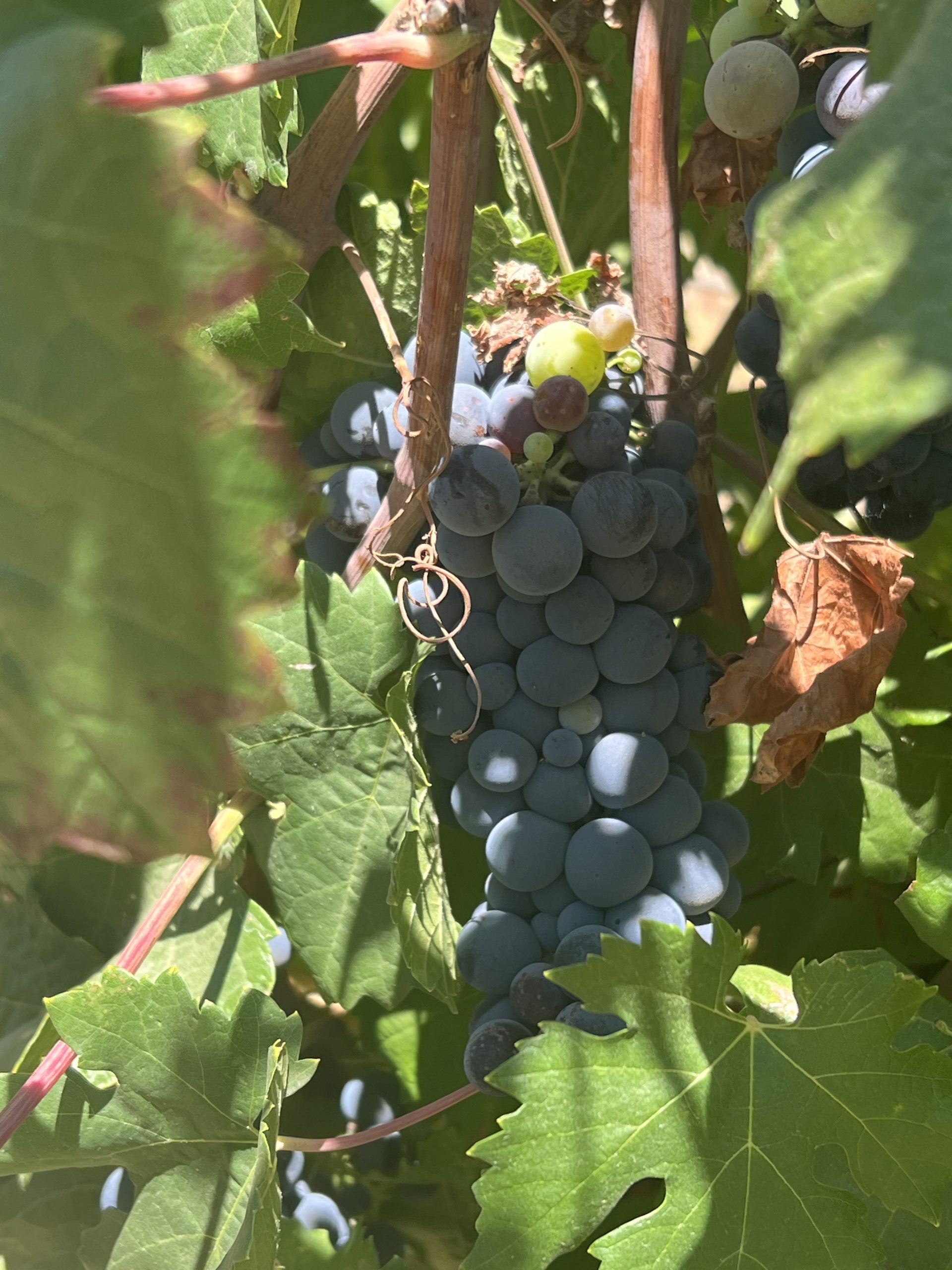 Carménère grapes in the Colchagua wine region