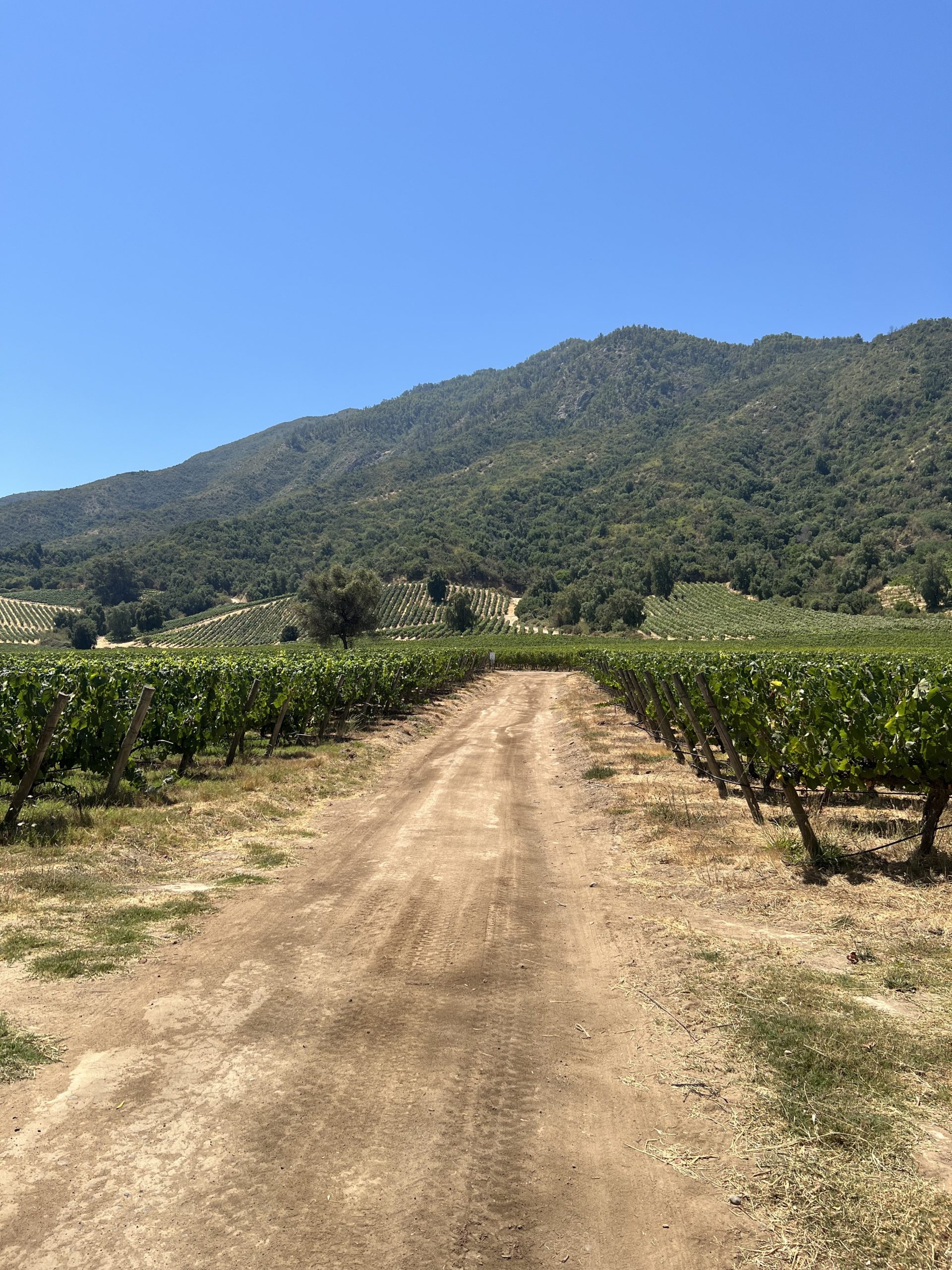 The undeniable influence of the Andes in the Colchagua wine region