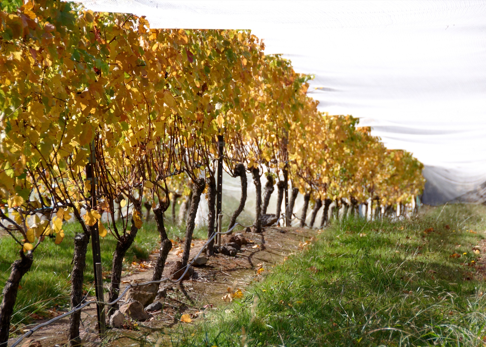 Why I’m Rooting for Sémillon (And You Should Too)