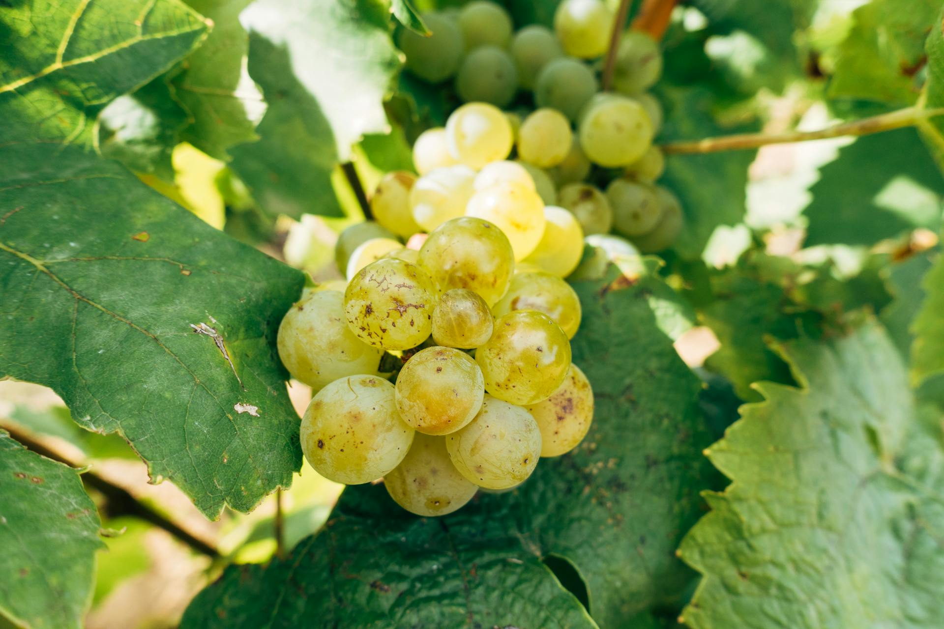 Sémillon grapes