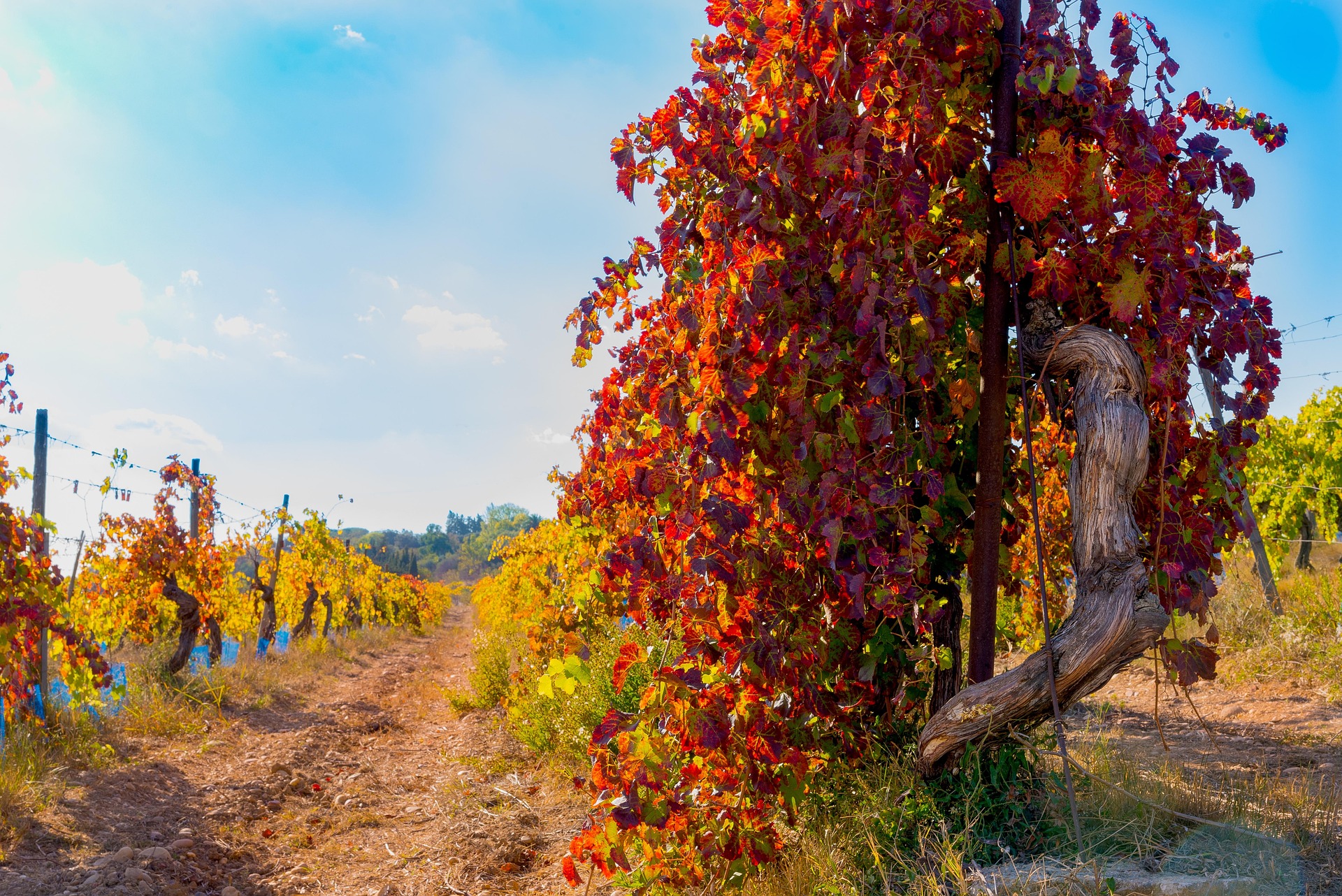 How the Maule Wine Region Went from Bulk Wine to Old Vine Excellence