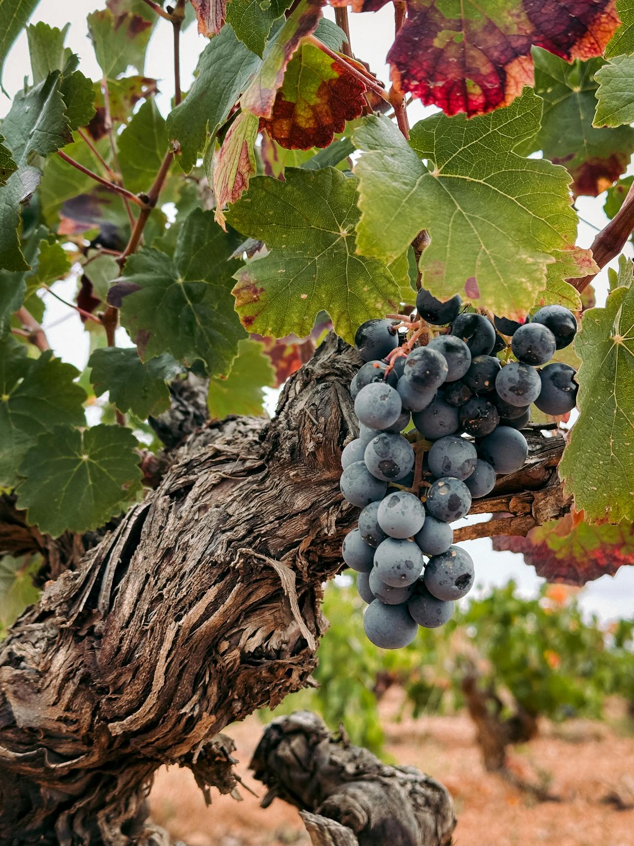 Grapes in an old vine