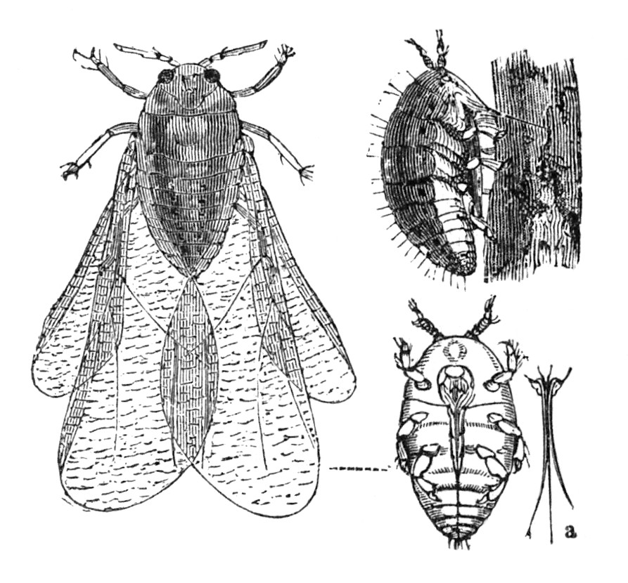 Phylloxera bug