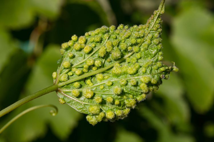 Phylloxera and the Great Wine Rescue