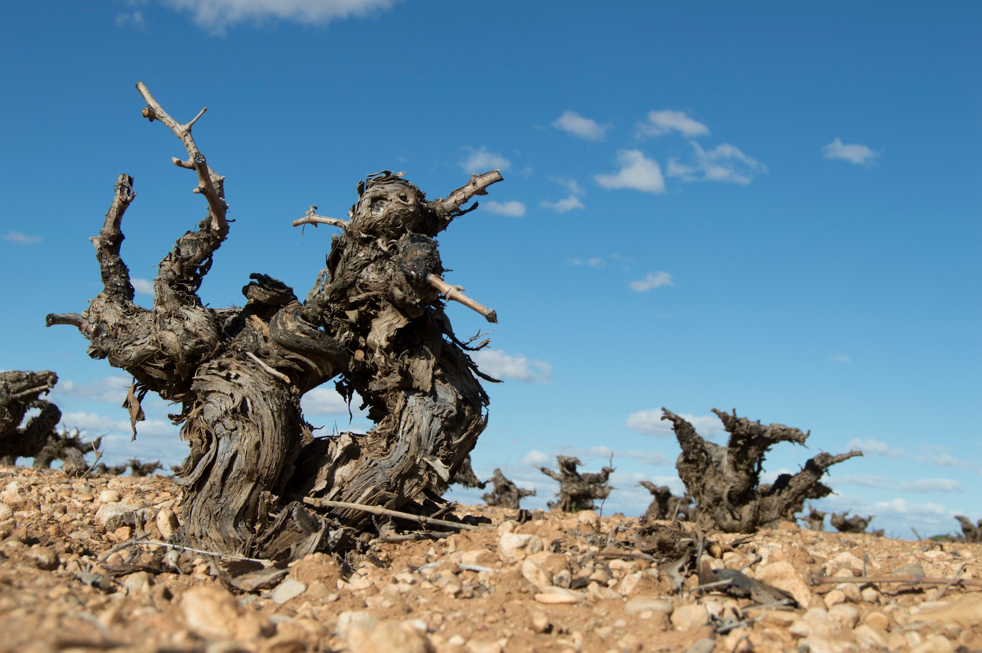 Old vines, like those in the Itata wine region