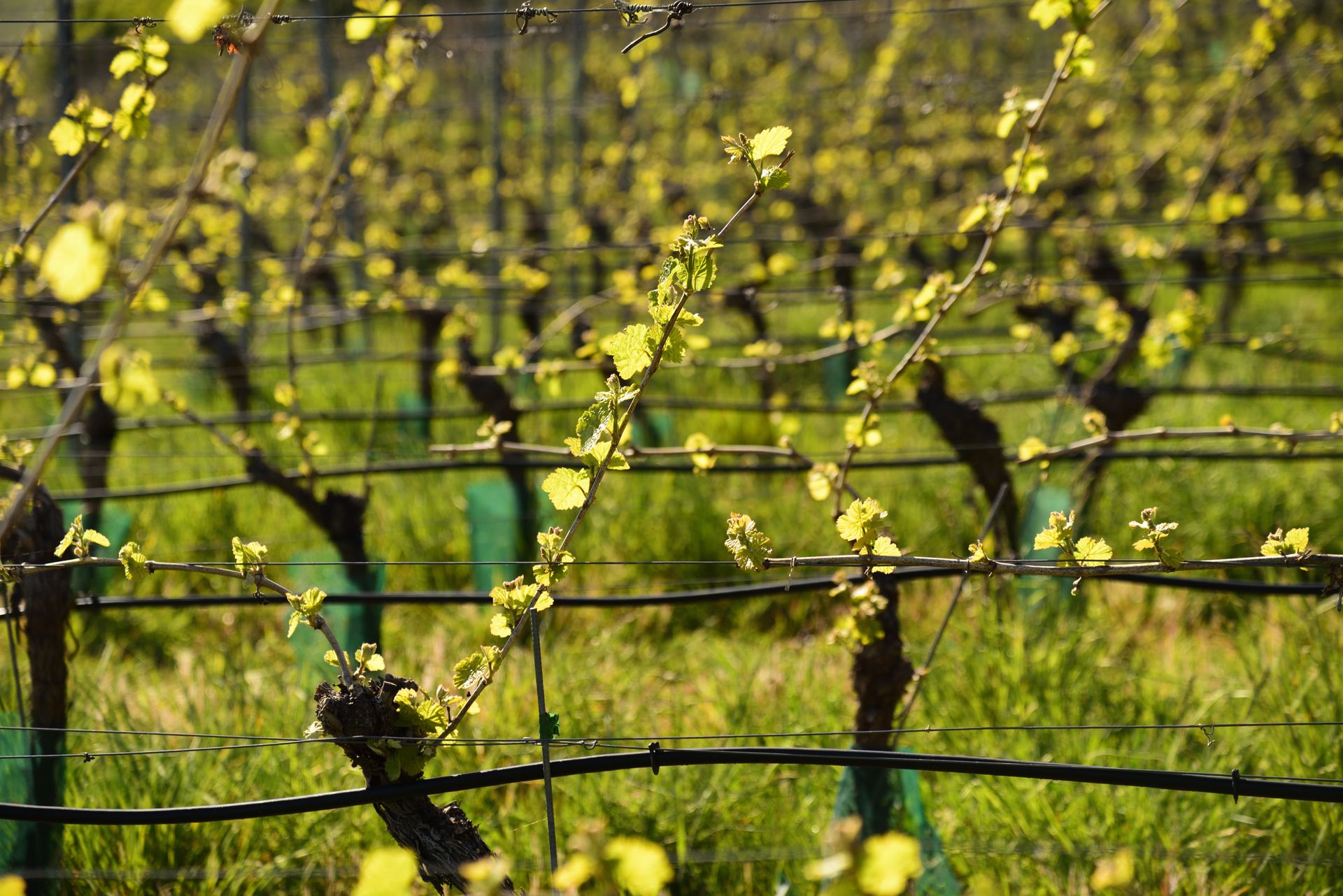 The life cycle of the vine during spring