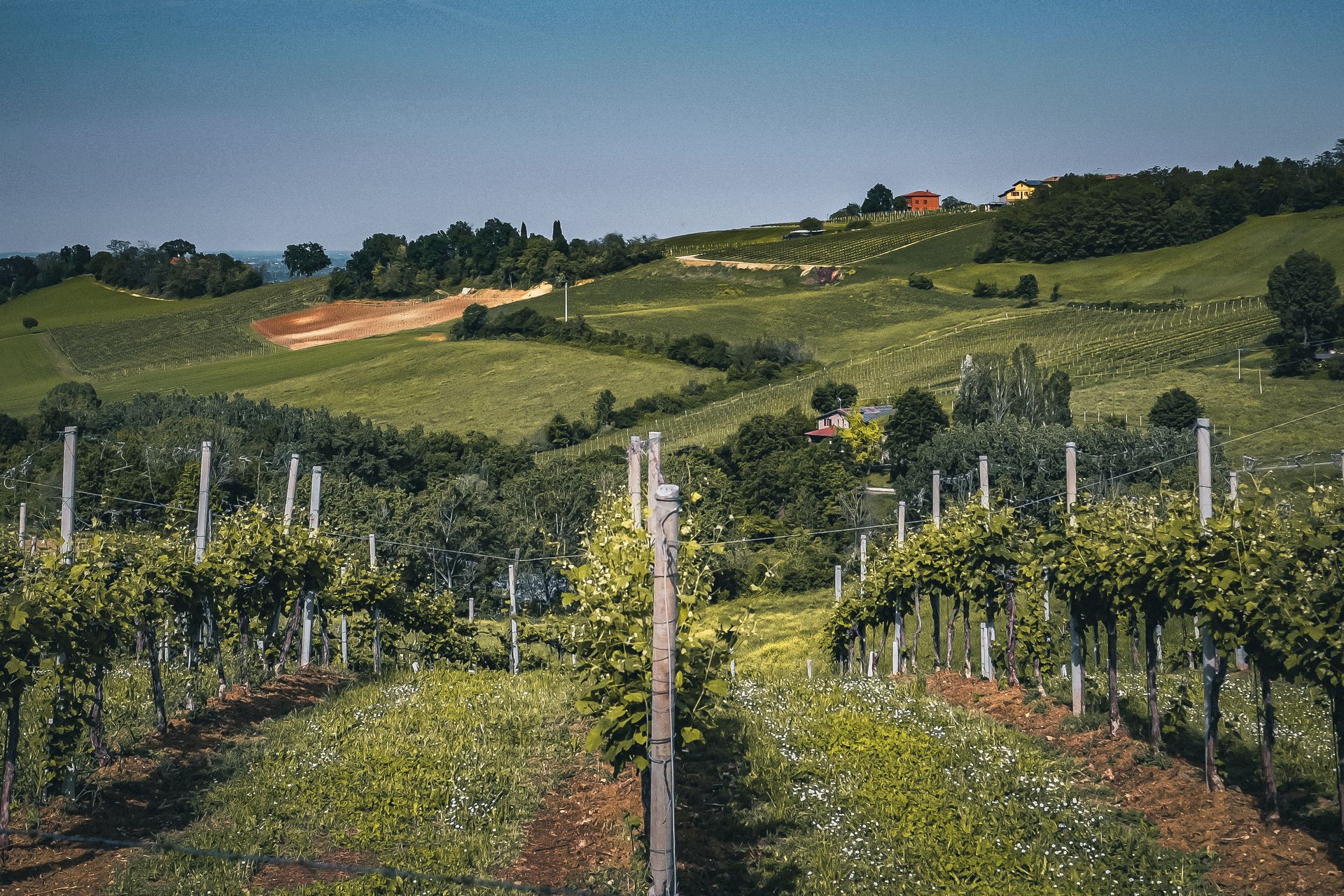 A summer view of a vineyard