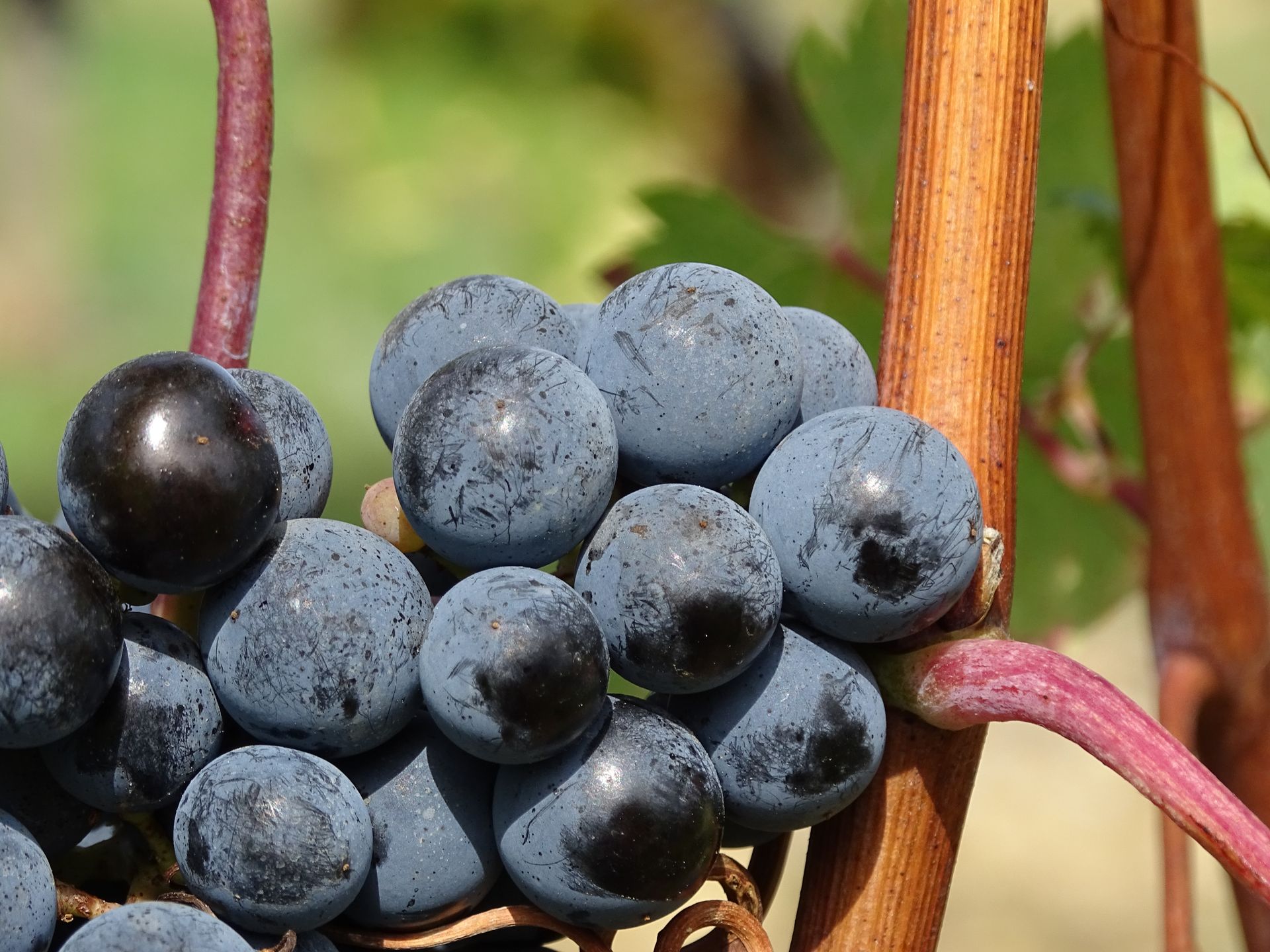 Old Vines, New Roots: The Itata Wine Region