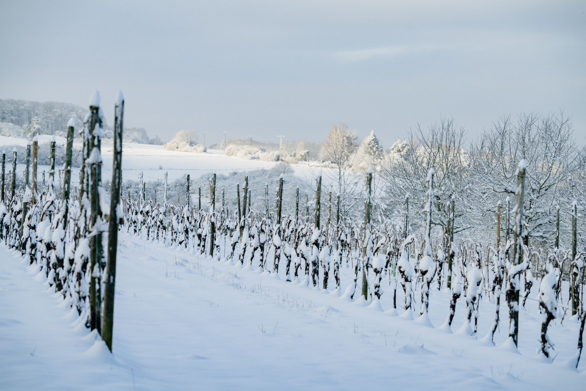 Winter life cycle of the vine