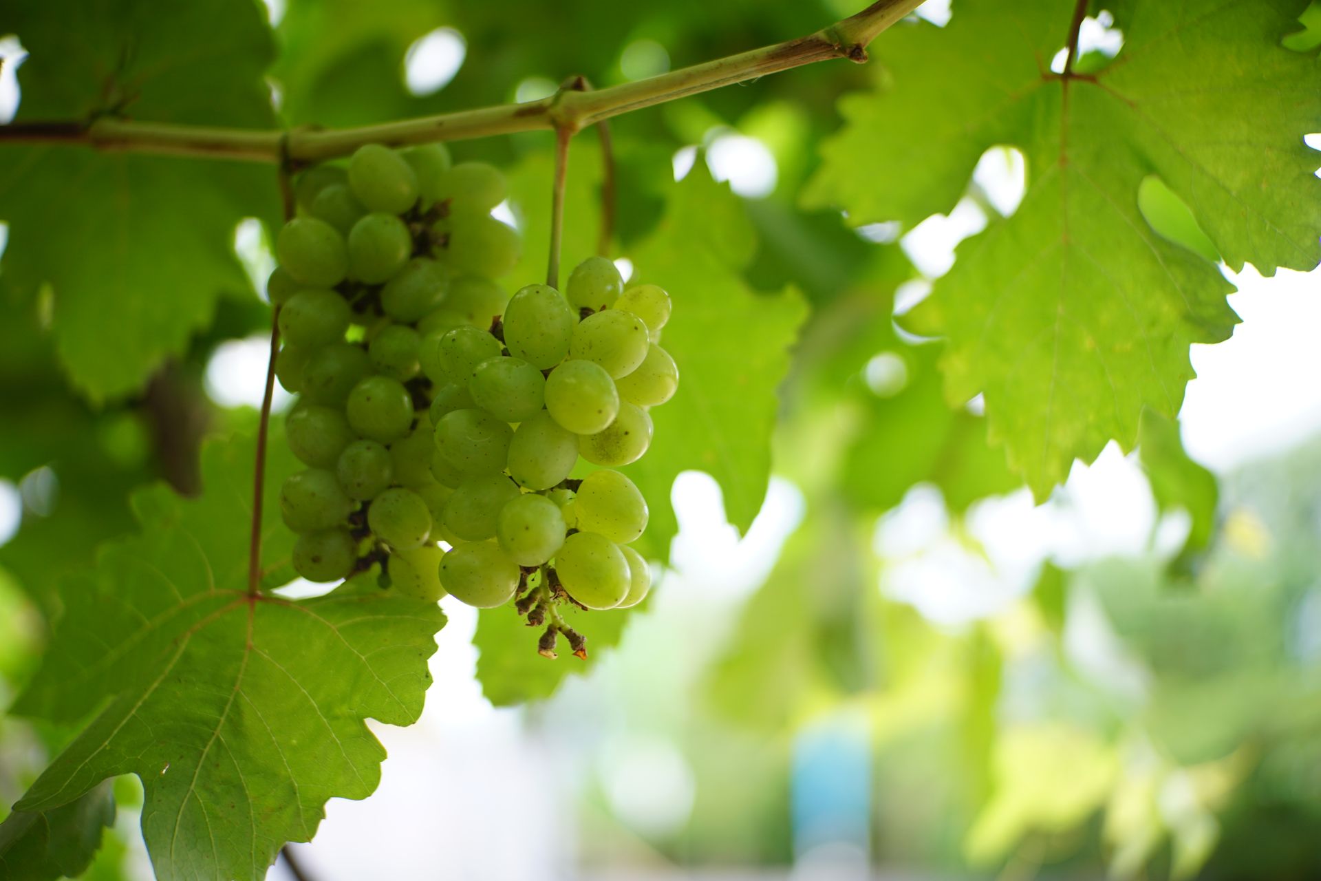 Vulnerable vines?
