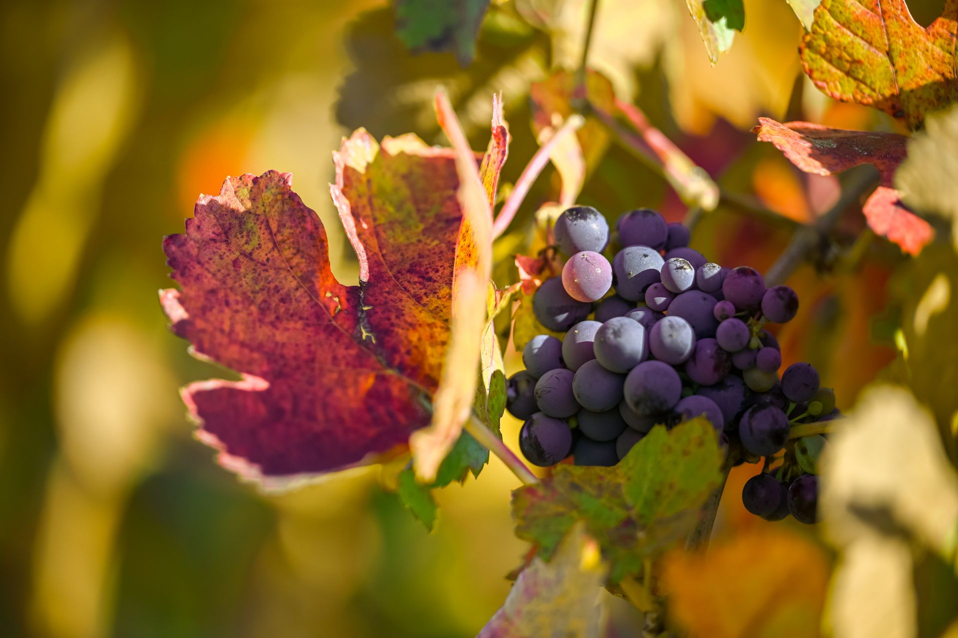 The Life Cycle of the Vine: From Dormancy to Drink